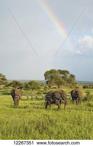 Stock Image - Three elephants on the African savannah with a rainbow in the background, Tarangire National Park; Tanzania. Fotosearch