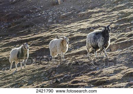 Three goats moving in a row along a mountain slope; Tibet View Large Photo Image Stock Image - Three goats moving in a row along a mountain slope; Tibet. Fotosearch