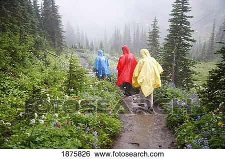Three Hikers In A Rain Storm In Mt. Rainier National Park; Washington, Usa View Large Photo Image Stock Photograph - Three Hikers In A Rain Storm In Mt. Rainier National Park; Washington, Usa. Fotosearch