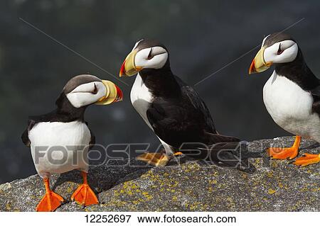 Stock Photo - Three Horned puffins (Fratercula corniculata) perched on a boulder with the ocean in the background, Walrus Islands State Game Sanctuary, Round Island, Bristol Bay, Southwestern Alaska. Fotosearch
