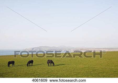 Three horses grazing on a green field with a view of the ocean and coastline in the distance; Pembrokeshire, Wales View Large Photo Image Stock Photo - Three horses grazing on a green field with a view of the ocean and coastline in the distance; Pembrokeshire, Wales. Fotosearch