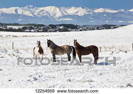 Three horses in a snow covered field with snow capped mountains and blue sky in the background; Alberta, Canada View Large Photo Image Stock Photo - Three horses in a snow covered field with snow capped mountains and blue sky in the background; Alberta, Canada. Fotosearch