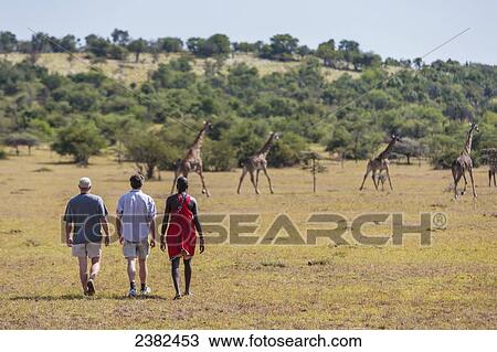 Stock Image - Three men on a walking tour near a group of giraffes on the Masai Mara; Kenya. Fotosearch