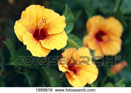 Stock Photograph - Three Orange Yellow Hibiscus Flower With Dark Red Center On Bush C1668. Fotosearch