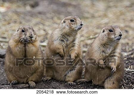 Three Prairie Ground Squirrels, Saskatoon, Saskatchewan View Large Photo Image Stock Photo - Three Prairie Ground Squirrels, Saskatoon, Saskatchewan. Fotosearch