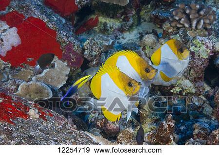 Three pyramid butterflyfish (Hemitaurichthys polylepis) line up for an endemic Hawaiian cleaner wrasse (Labroides phthirophagus); Maui, Hawaii, United States of America View Large Photo Image Stock Photo - Three pyramid butterflyfish (Hemitaurichthys polylepis) line up for an endemic Hawaiian cleaner wrasse (Labroides phthirophagus); Maui, Hawaii, United States of America. Fotosearch
