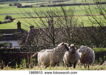 Stock Image - Three Sheep In A Field With Stone Houses And Pastures In The Background.. Fotosearch
