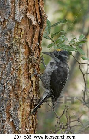 Three Toed Woodpecker On A Tree, Nahanni National Park, Northwest Territories View Large Photo Image Stock Photograph - Three Toed Woodpecker On A Tree, Nahanni National Park, Northwest Territories. Fotosearch