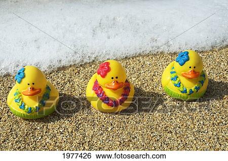 Three Toy Hula Ducks On Sandy Beach With Seafoam In Background. View Large Photo Image Stock Photograph - Three Toy Hula Ducks On Sandy Beach With Seafoam In Background.. Fotosearch