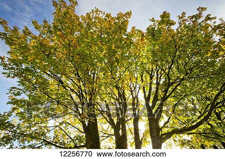 Stock Image - Three trees backlit by the morning sunlight; Agassiz, British Columbia, Canada. Fotosearch