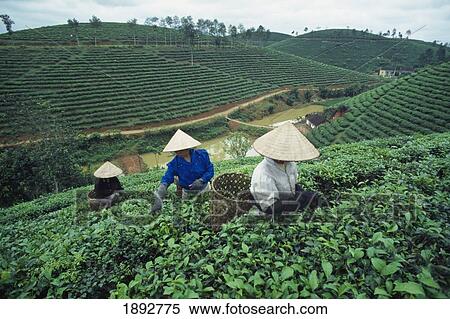 Three Women Picking Tea Leaves On Terrace Field View Large Photo Image Stock Photography - Three Women Picking Tea Leaves On Terrace Field. Fotosearch