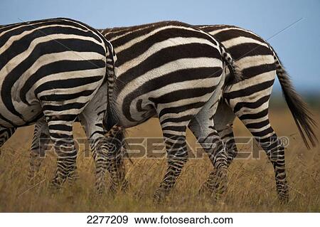 Three zebra bottoms in a row, Ol Pejeta Conservancy; Kenya View Large Photo Image Stock Photo - Three zebra bottoms in a row, Ol Pejeta Conservancy; Kenya. Fotosearch
