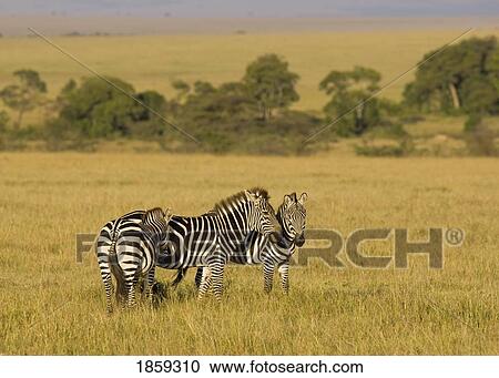 Three Zebra On The Plains Of Masai Mara, Kenya, East Africa View Large Photo Image Stock Image - Three Zebra On The Plains Of Masai Mara, Kenya, East Africa. Fotosearch