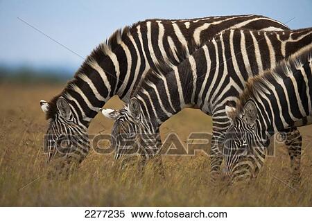 Three zebras feeding in grassland, Ol Pejeta Conservancy; Kenya View Large Photo Image Stock Photography - Three zebras feeding in grassland, Ol Pejeta Conservancy; Kenya. Fotosearch