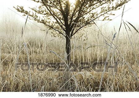 Stock Image - Thunder Bay, Ontario, Canada; Frost On Tall Grass In The Fog. Fotosearch