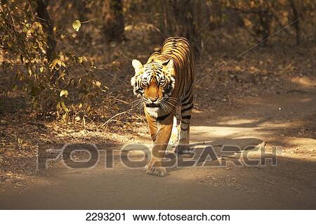 Tiger at Ranthambore Park Rajasthan India View Large Photo Image Stock Image - Tiger at Ranthambore Park Rajasthan India. Fotosearch