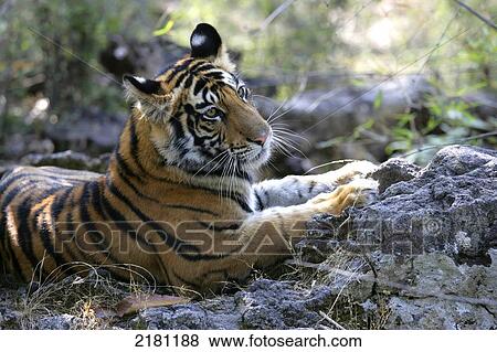 TIGER IN BANDHAVGARH PARK MADHYA PRADESH INDIA View Large Photo Image Stock Photo - TIGER IN BANDHAVGARH PARK MADHYA PRADESH INDIA. Fotosearch
