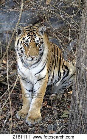 TIGER IN MADHYA PRADESH INDIA View Large Photo Image Stock Image - TIGER IN MADHYA PRADESH INDIA. Fotosearch