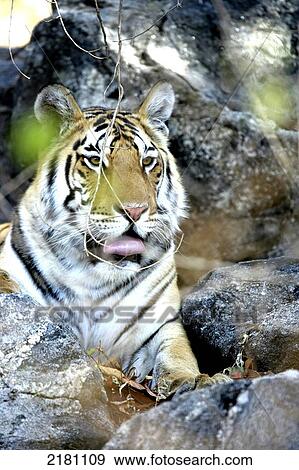 Stock Photo - TIGER IN MADHYA PRADESH INDIA. Fotosearch