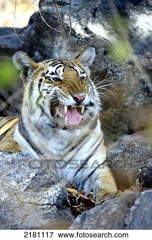 Stock Photo - TIGER IN MADHYA PRADESH INDIA. Fotosearch