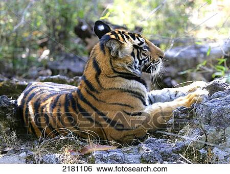 TIGER IN MADHYA PRADESH INDIA View Large Photo Image Stock Photograph - TIGER IN MADHYA PRADESH INDIA. Fotosearch