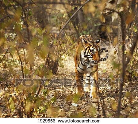 Tiger in the undergrowth at Ranthambore Park Rajasthan India View Large Photo Image Stock Photograph - Tiger in the undergrowth at Ranthambore Park Rajasthan India. Fotosearch