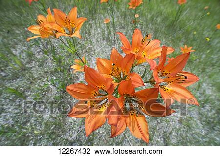 Tiger lilies; British Columbia, Canada View Large Photo Image Stock Image - Tiger lilies; British Columbia, Canada. Fotosearch