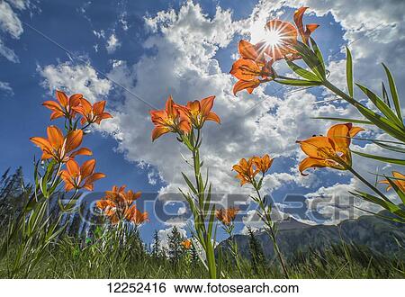 Tiger Liliies (Lilium Columbianum) sway in the wind as the sun filters down through them; British Columbia, Canada View Large Photo Image Stock Photograph - Tiger Liliies (Lilium Columbianum) sway in the wind as the sun filters down through them; British Columbia, Canada. Fotosearch