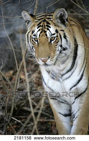 Stock Photo - Tiger, Pench National Park; Madhya Pradesh, India. Fotosearch