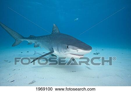 Stock Image - Tiger Shark (Galeocerdo Cuvier); Bahamas. Fotosearch
