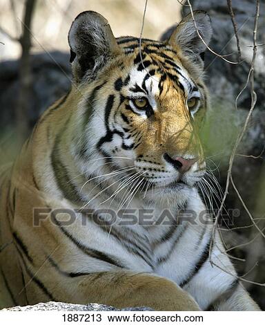 Stock Image - Tiger Sitting Amongst Leaves, Close Up. Fotosearch