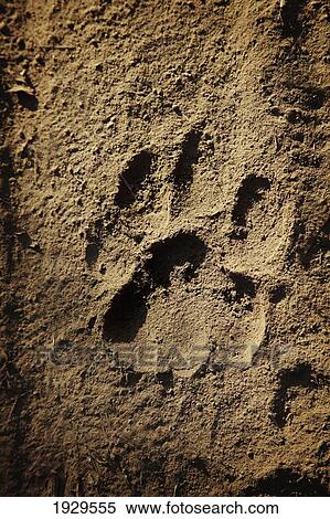 Tigers paw print Ranthambore Park Rajasthan India View Large Photo Image Stock Photography - Tigers paw print Ranthambore Park Rajasthan India. Fotosearch