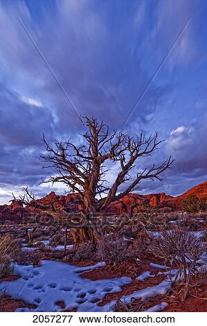 Timed Exposure Of Sunset Clouds Over Tree And Cove Of Caves In Arches National Park, Utah. View Large Photo Image Stock Photo - Timed Exposure Of Sunset Clouds Over Tree And Cove Of Caves In Arches National Park, Utah.. Fotosearch