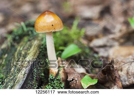 Tiny mushroom growing on the forest floor; Ontario, Canada View Large Photo Image Stock Photo - Tiny mushroom growing on the forest floor; Ontario, Canada. Fotosearch