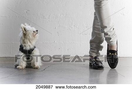 Stock Photo - Tiny White Dog Looking Up At A Person. Fotosearch