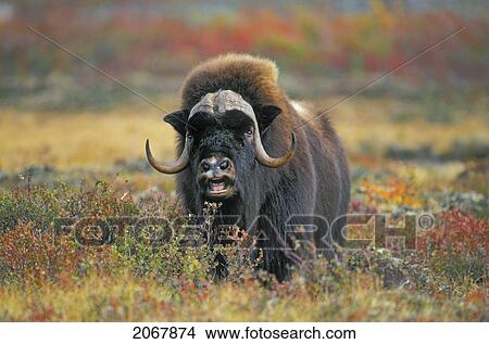 Tk0034, Thomas Kitchin; Muskox On Arctic Tundra. Northwest Territories, Canada. Autumn. Ovibos Moschatus. View Large Photo Image Picture - Tk0034, Thomas Kitchin; Muskox On Arctic Tundra. Northwest Territories, Canada. Autumn. Ovibos Moschatus.. Fotosearch