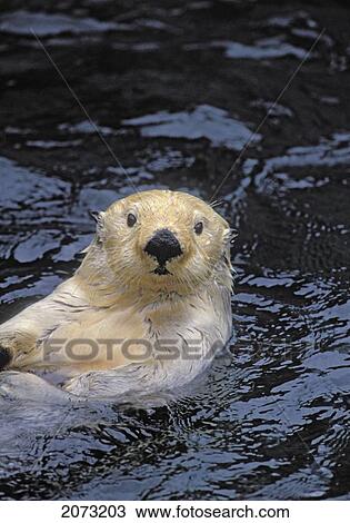 Tk0049, Thomas Kitchin; Sea Otter. Pacific Coast, North America. Enhydra Lutris. View Large Photo Image Stock Image - Tk0049, Thomas Kitchin; Sea Otter. Pacific Coast, North America. Enhydra Lutris.. Fotosearch