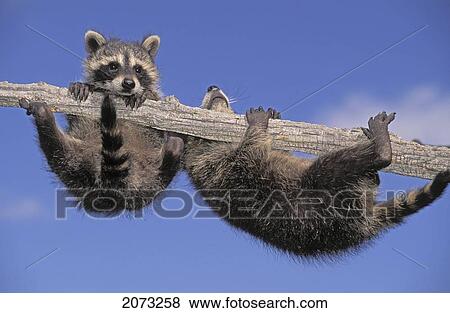 Stock Photo - Tk0343, Thomas Kitchin; Young Racoons Exploring Snag Tree. Summer. North America. Procyon Lotor.. Fotosearch