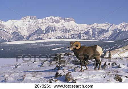 Stock Photography - Tk0374, Thomas Kitchin; Bighorn Ram. Rocky Mountains. Jasper Naational Park, Canada. Winter. Ovis Canadensis.. Fotosearch
