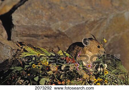 Stock Image - Tk0500, Thomas Kitchin; Pika Bringing Flowers To Haypile. Alpine Resident. Cascade Mountains. Summer. Ochotonidae Princeps.. Fotosearch
