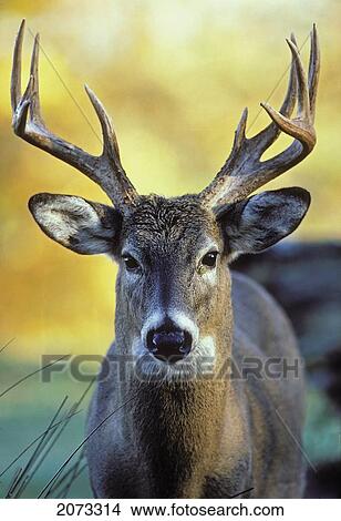 Picture - Tk0571, Thomas Kitchin; White-Tailed Deer. Autumn. North America. Odocoileus Virginianus.. Fotosearch