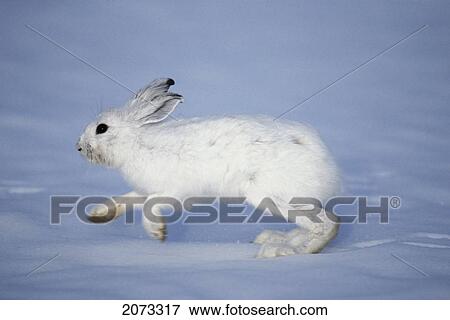 Stock Photo - Tk0584, Thomas Kitchin; Snowshoe Hare In Winter Coat. Camouflage In Snow. North America. Lepus Americanus.. Fotosearch