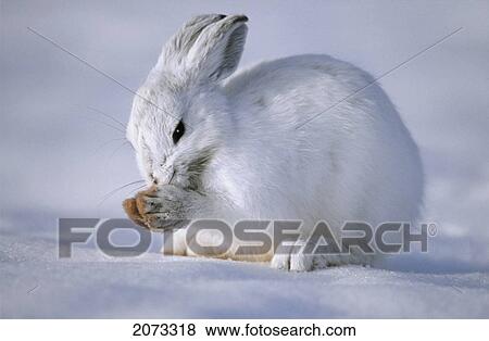 Tk0586, Thomas Kitchin; Snowshoe Hare In Winter Coat. Camouflage In Snow. North America. Lepus Americanus. View Large Photo Image Stock Photo - Tk0586, Thomas Kitchin; Snowshoe Hare In Winter Coat. Camouflage In Snow. North America. Lepus Americanus.. Fotosearch