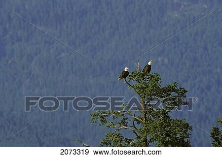 Tk0587, Thomas Kitchin; Bald Eagles On Fir Tree. Spring. Rocky Mountains. North America. Haliaeetus Leucocephalus. View Large Photo Image Stock Photo - Tk0587, Thomas Kitchin; Bald Eagles On Fir Tree. Spring. Rocky Mountains. North America. Haliaeetus Leucocephalus.. Fotosearch