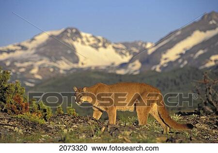 Tk0588, Thomas Kitchin; Cougar/Mountain Lion/Puma. Male In Alpine Meadow. Summer. Rocky Mountains. Felis Concolor. View Large Photo Image Stock Image - Tk0588, Thomas Kitchin; Cougar/Mountain Lion/Puma. Male In Alpine Meadow. Summer. Rocky Mountains. Felis Concolor.. Fotosearch