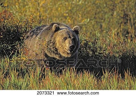 Tk0599, Thomas Kitchin; Grizzly Bear. Autumn. Rocky Mountains. Ursus Arctos. View Large Photo Image Stock Image - Tk0599, Thomas Kitchin; Grizzly Bear. Autumn. Rocky Mountains. Ursus Arctos.. Fotosearch