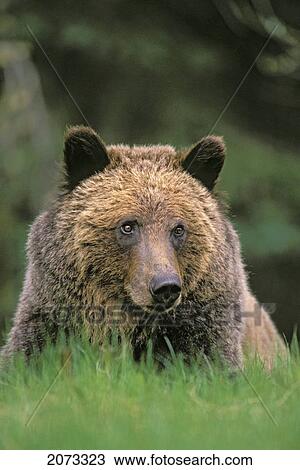 Stock Image - Tk0604, Thomas Kitchin; Grizzly Bear. Five-Year Old Male. Spring. Rocky Mountains. Ursus Arctos.. Fotosearch