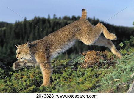 Stock Photo - Tk0610, Thomas Kitchin; Lynx Running. Summer. Rocky Mountains. North America. Felis Lynx Canadensis.. Fotosearch