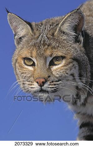 Tk0613, Thomas Kitchin; Bobcat, Female. Spring. Rocky Mountains. North America. Felis Rufus. View Large Photo Image Stock Photo - Tk0613, Thomas Kitchin; Bobcat, Female. Spring. Rocky Mountains. North America. Felis Rufus.. Fotosearch