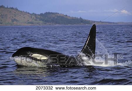 Stock Image - Tk0621, Thomas Kitchin; Orca/Killer Whale Surfacing. Haro Strait Between British Columbia & Washington. Summer. Orcinus Orca.. Fotosearch